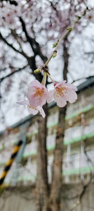 土曜の音楽カフェ(認知症カフェ)